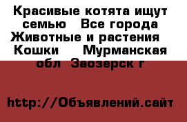 Красивые котята ищут семью - Все города Животные и растения » Кошки   . Мурманская обл.,Заозерск г.